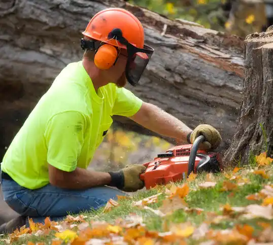 tree services Shady Side